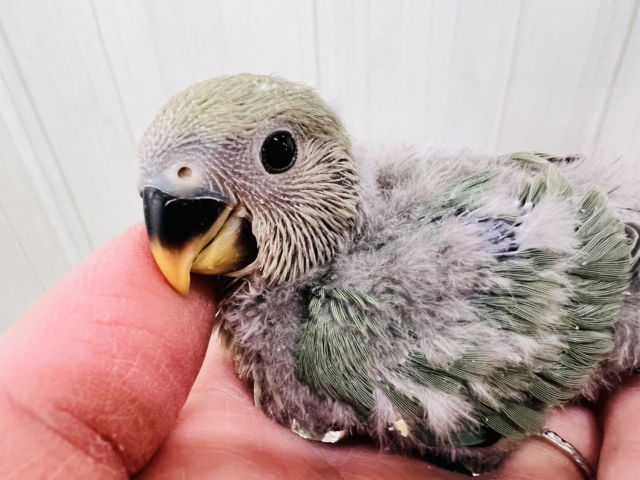 もこもこ~💚可愛いお布団🎶小桜インコのブルーチェリー🐥