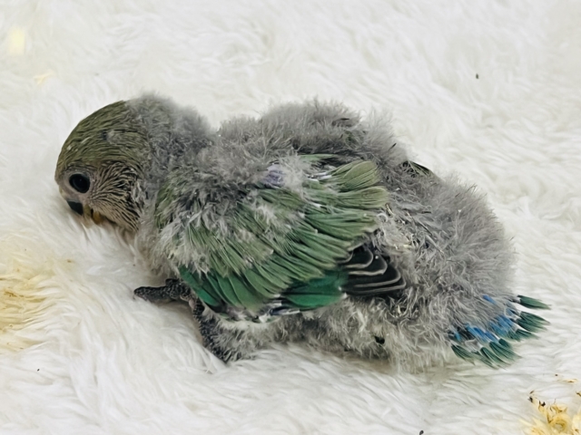 コザクラインコ（小桜インコ）