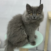 3/22最新🎥甘々なブルーのミヌエットちゃん💙2025年11月22日生まれ　男の子