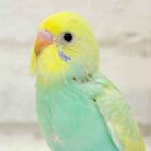 【最新画像更新🪄】弾ける🫧ホッピングシャワー🐣🪅セキセイインコ(パステルカラーレインボー) ヒナ