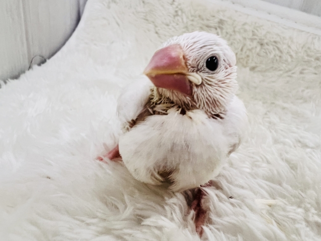 キラキラ純白な白文鳥の雛さん入舎です🌟 白文鳥