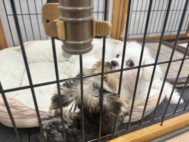 甘えん坊度が大爆発〜♥マルチーズくん! マルチーズ