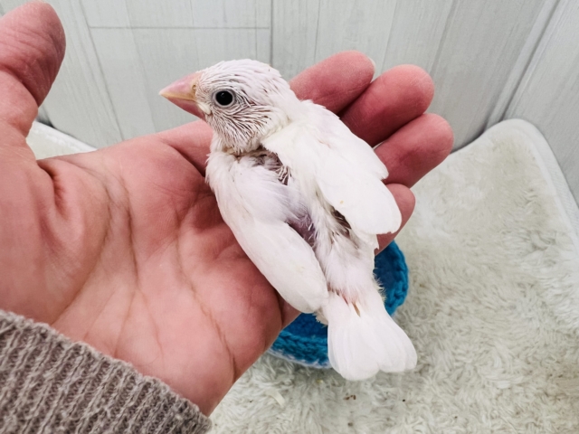 キラキラ純白な白文鳥の雛さん入舎です🌟 白文鳥