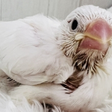 ｷﾗｷﾗ純白な白文鳥の雛さん入舎です🌟