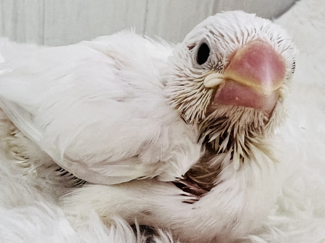 キラキラ純白な白文鳥の雛さん入舎です🌟 キラキラ純白な白文鳥の雛さん入舎です🌟