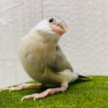 最新画像有ります⭐️淡くて美しい✨人気上昇中のアゲイト文鳥さん❤️