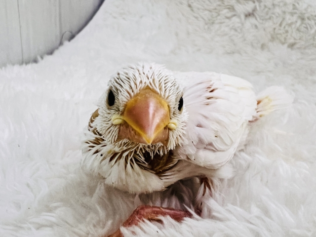 イエローリップのピヨピヨ🐣白文鳥の雛入舎しました! 白文鳥