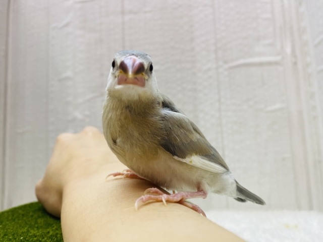 アゲイト文鳥