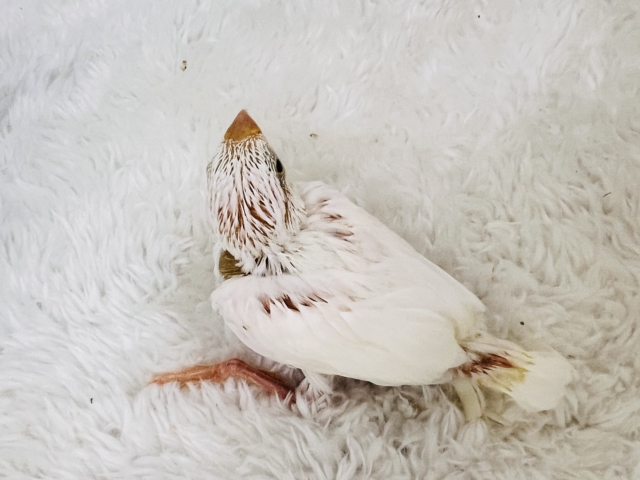 イエローリップのピヨピヨ🐣白文鳥の雛入舎しました! 白文鳥