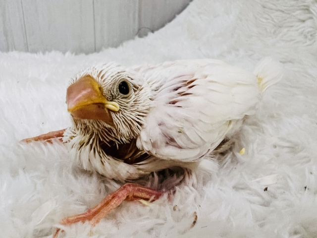 イエローリップのピヨピヨ🐣白文鳥の雛入舎しました! 白文鳥