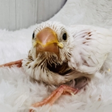イエローリップのピヨピヨ🐣白文鳥の雛入舎しました！
