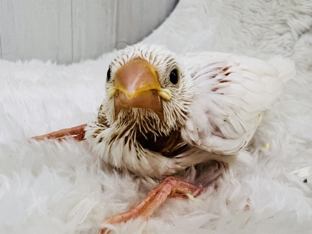 イエローリップのピヨピヨ🐣白文鳥の雛入舎しました! イエローリップのピヨピヨ🐣白文鳥の雛入舎しました!