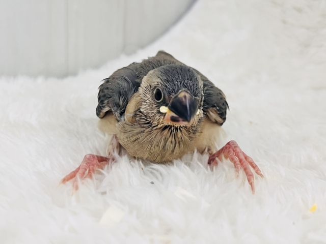 くろすけ〜な桜文鳥の雛入舎いたしました! くろすけ〜な桜文鳥の雛入舎いたしました!