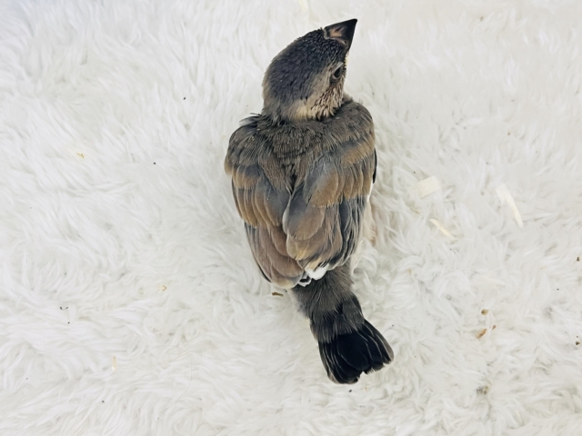 くろすけ〜な桜文鳥の雛入舎いたしました! 桜文鳥