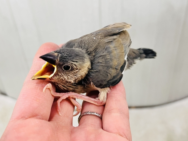 くろすけ〜な桜文鳥の雛入舎いたしました! 桜文鳥