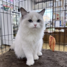 人懐っこい❣️スタイル抜群な美女💗ラグドールの女のコきました〜🌟