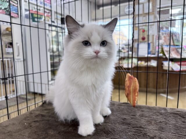 人懐っこい❣️スタイル抜群な美女💗ラグドールの女のコきました〜🌟 人懐っこい❣️スタイル抜群な美女💗ラグドールの女のコきました〜🌟