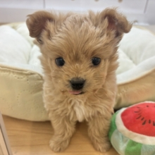 ボクのことみんな褒めてくれる♡チワプーくん！