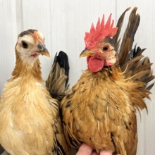 画像更新☆世界最小コケコケ🎶セラマ🐓立派に成長中！