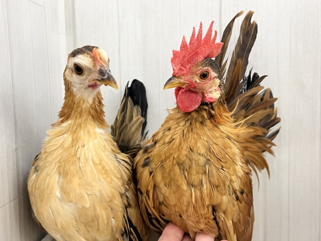 画像更新☆世界最小コケコケ🎶セラマ🐓立派に成長中！