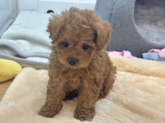 尻尾が止まりませ〜〜〜ん！トイプードルくん！