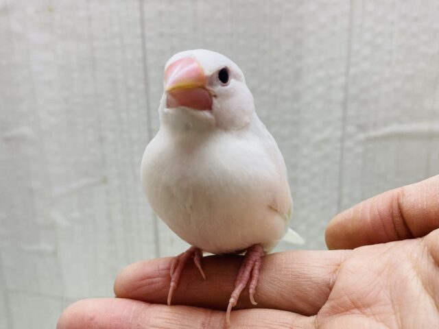 白文鳥