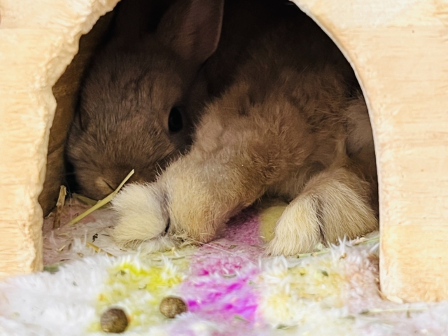 ネザーランドドワーフ