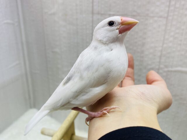 白文鳥