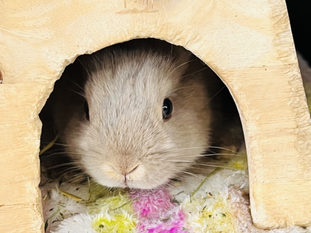 ネザーランドドワーフ