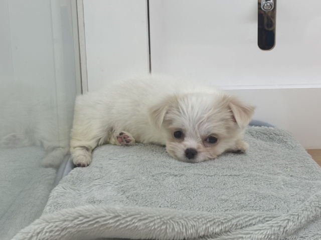 チワマル（マルチワ）