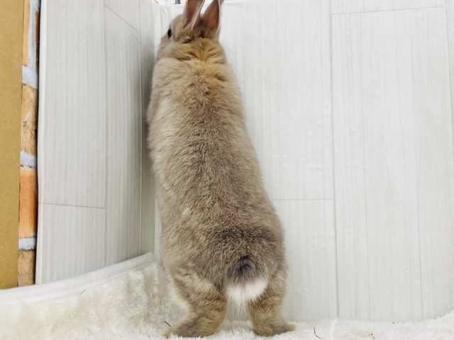 ネザーランドドワーフ