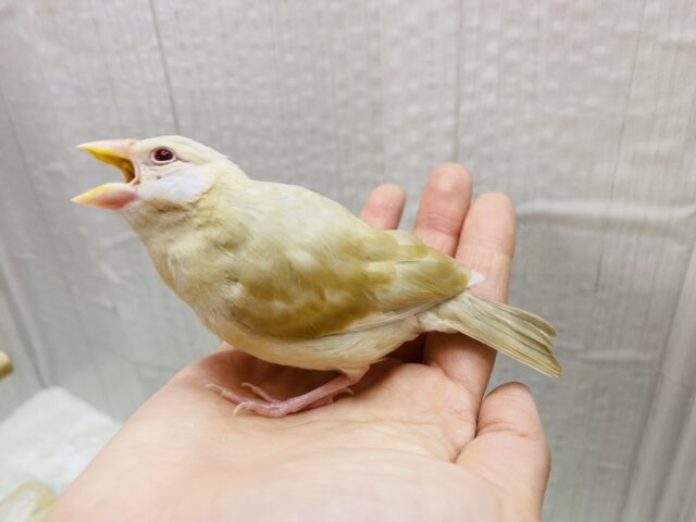 シナモン文鳥
