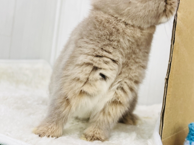 ネザーランドドワーフ