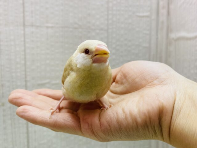 シナモン文鳥