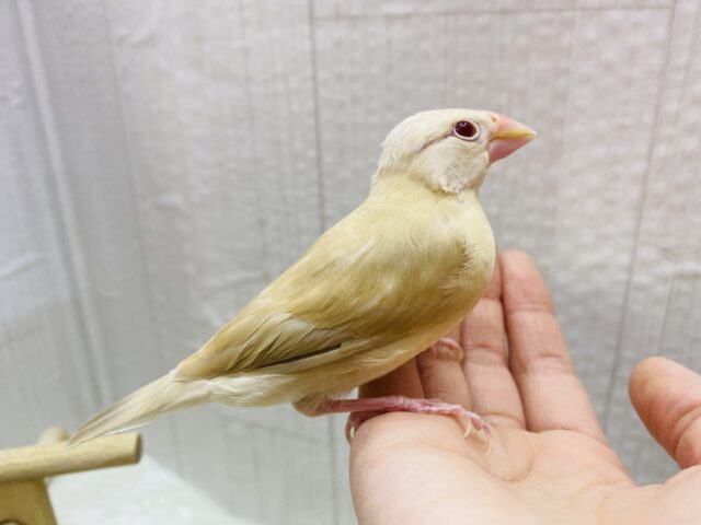 シナモン文鳥