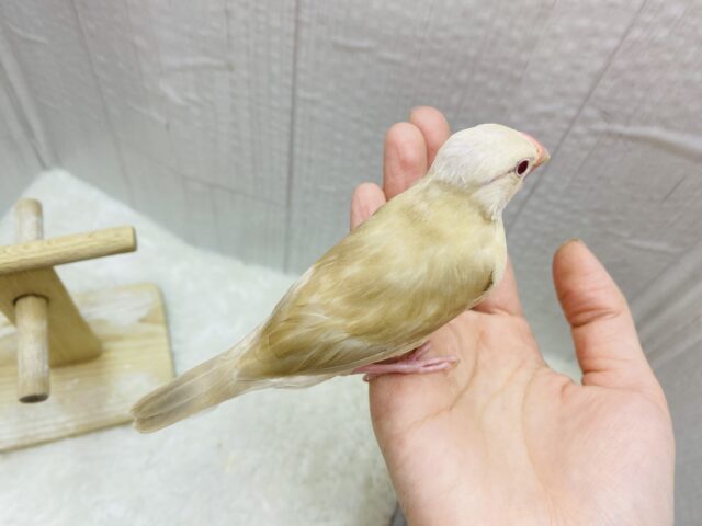 シナモン文鳥