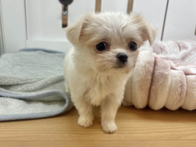 チワマル（マルチワ）