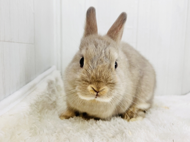 ネザーランドドワーフ