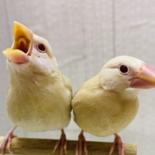 最新画像有ります‼️ミルクティーのホットで温まってね🔆シナモン文鳥❤️
