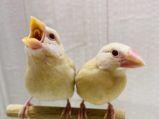 最新画像有ります‼️ミルクティーのホットで温まってね🔆シナモン文鳥