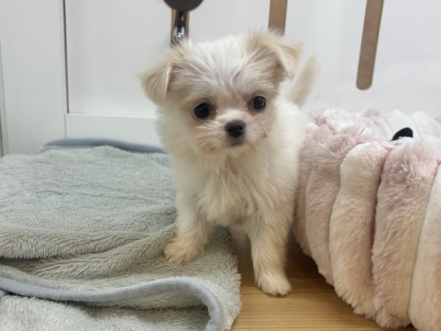 チワマル（マルチワ）