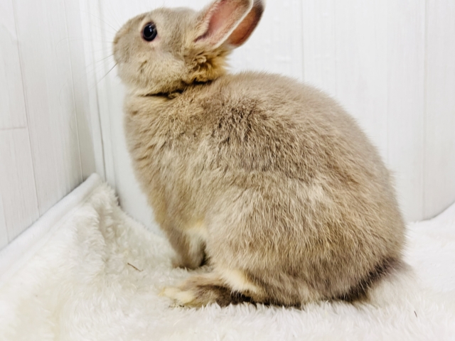 ネザーランドドワーフ