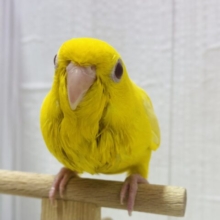 最新画像有ります❗️ピッカピカに輝くよ〜✨メロメロ注意のサザナミインコやってきた‼️