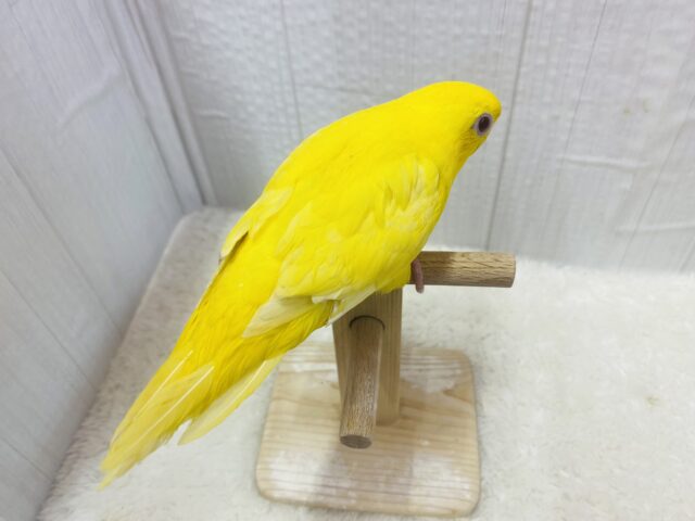サザナミインコ