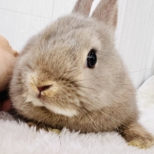 狭い所がお好き?❤️むちむち〜な淡カラーのネザーランドドワーフラビット🌟