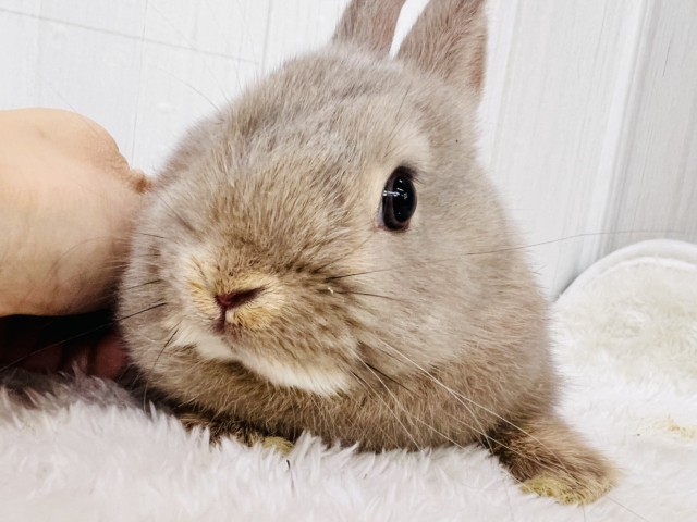 狭い所がお好き?❤️むちむち〜な淡カラーのネザーランドドワーフラビット🌟
