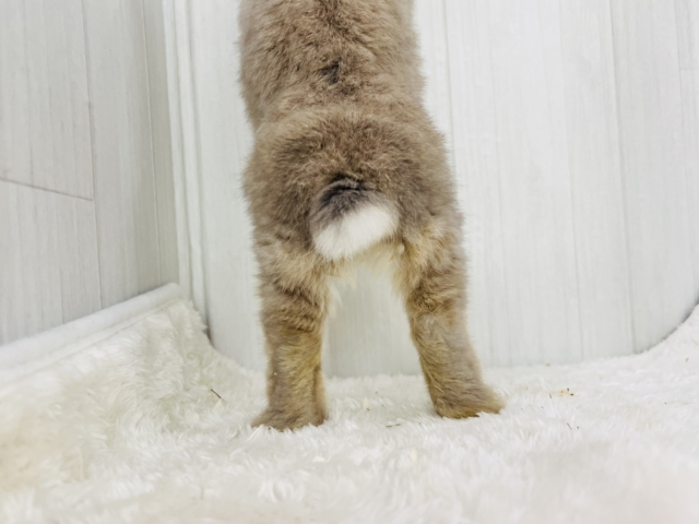 ネザーランドドワーフ