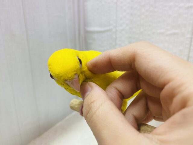 サザナミインコ