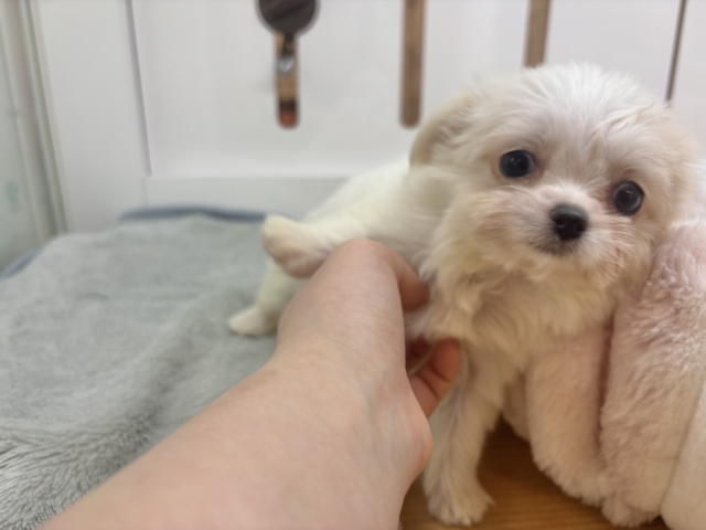 チワマル（マルチワ）