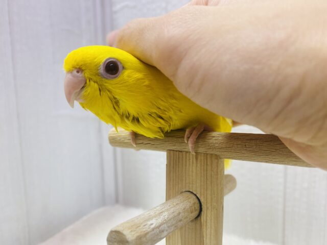 サザナミインコ